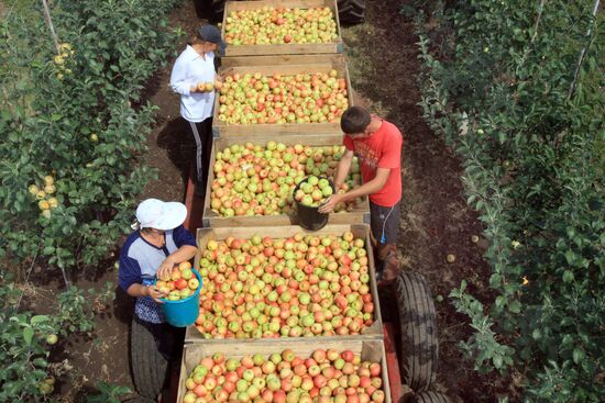 Уборка урожая яблок в Симферополе