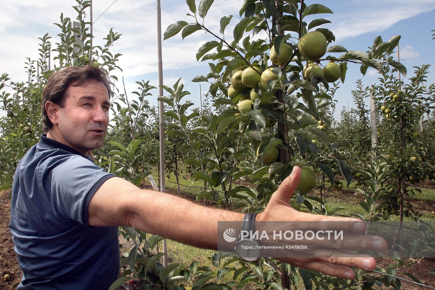 Уборка урожая яблок в Симферополе