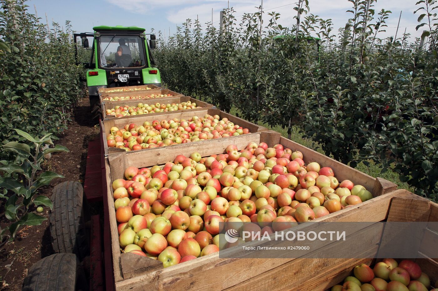 Уборка урожая яблок в Симферополе