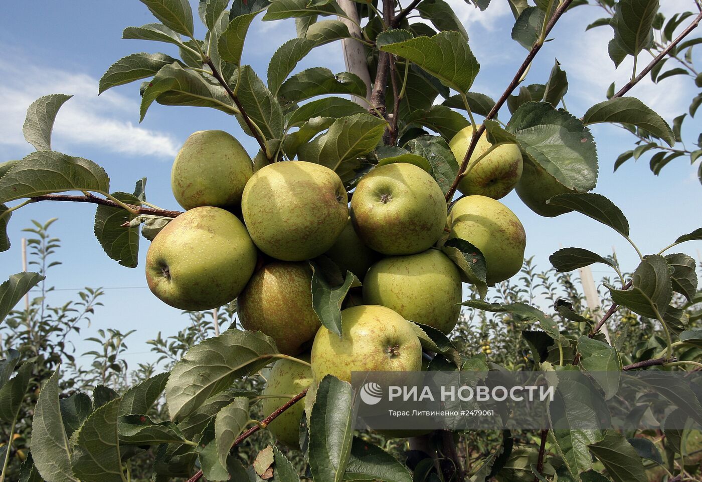 Уборка урожая яблок в Симферополе