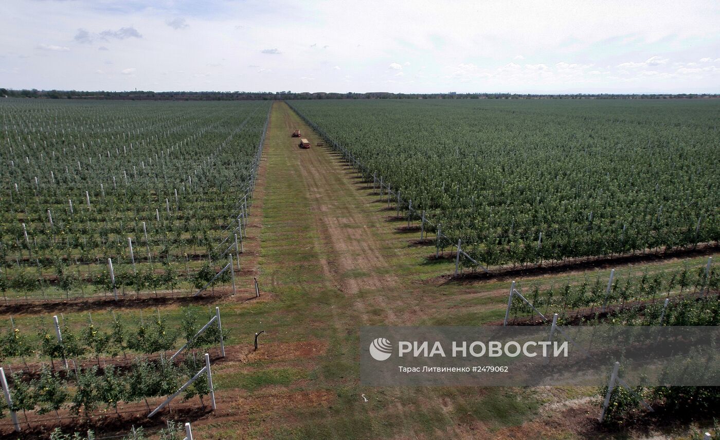 Уборка урожая яблок в Симферополе