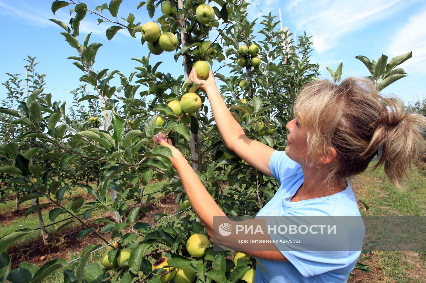 Уборка урожая яблок в Симферополе