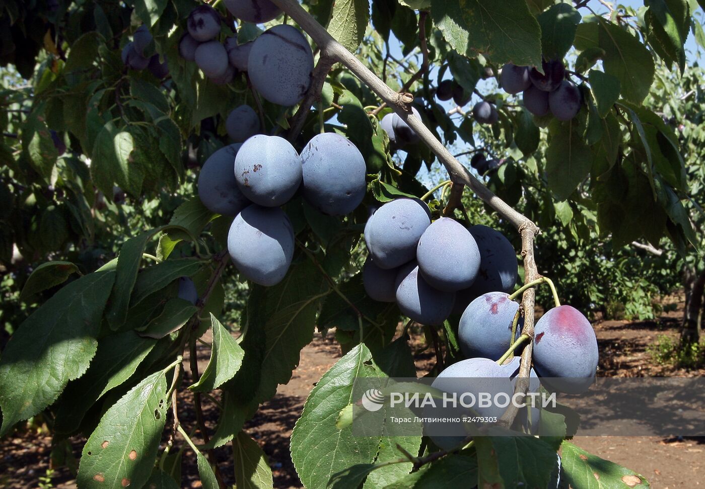 Сбор урожая персиков в Симферополе