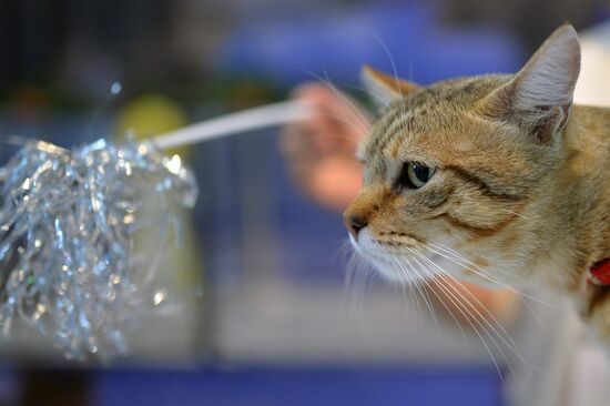 Международная выставка кошек "ИнфоКот 2014"