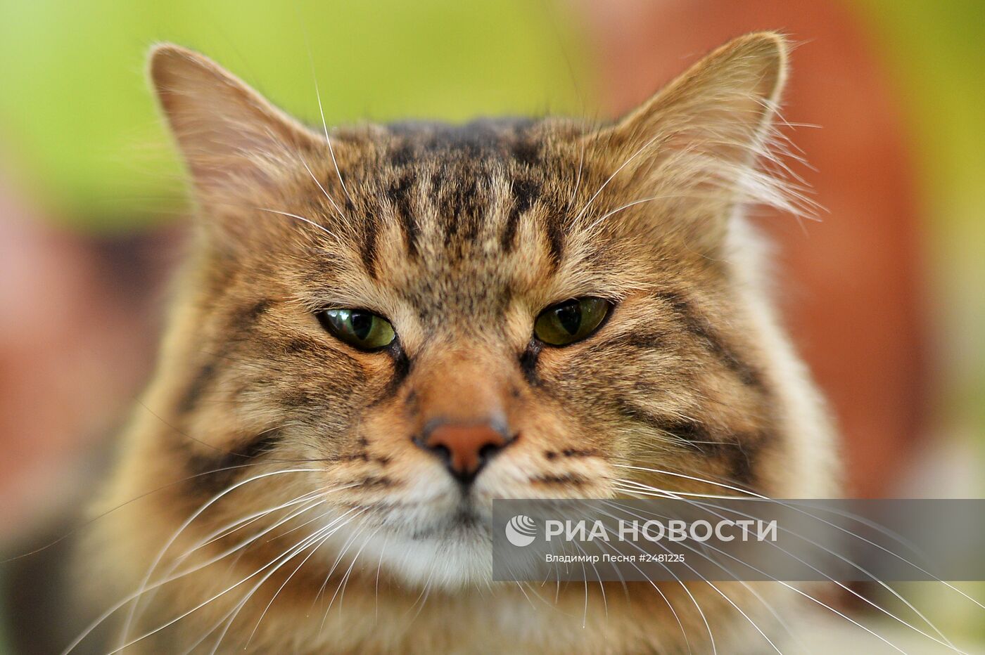 Международная выставка кошек "ИнфоКот 2014"