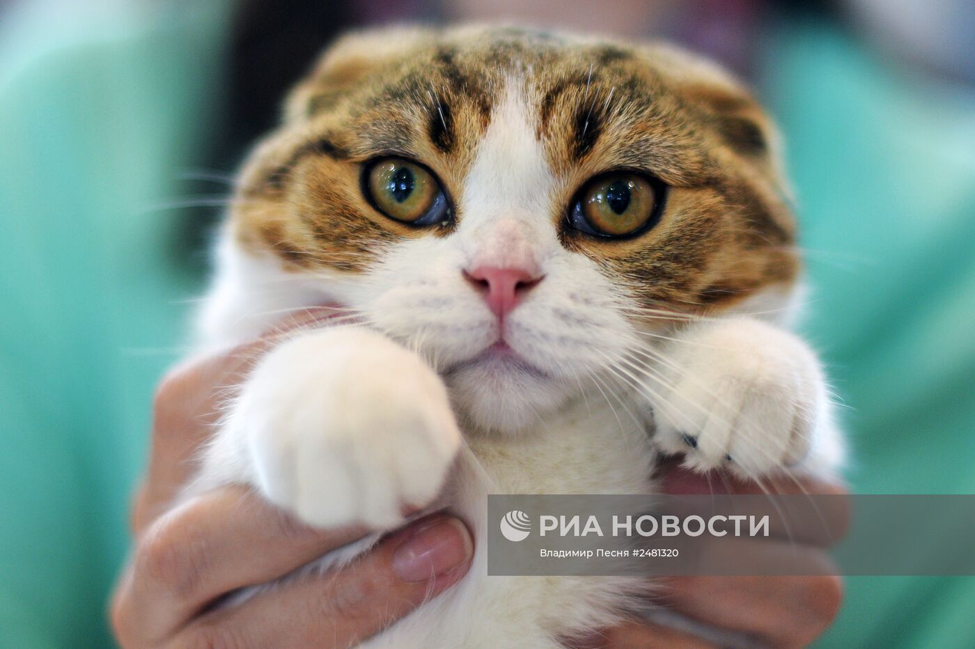 Международная выставка кошек "ИнфоКот 2014"