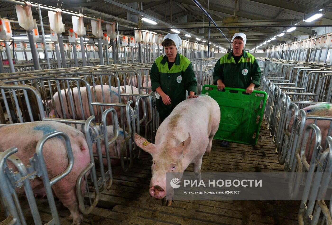 Работа свинокомплекса в Челябинской области | РИА Новости Медиабанк