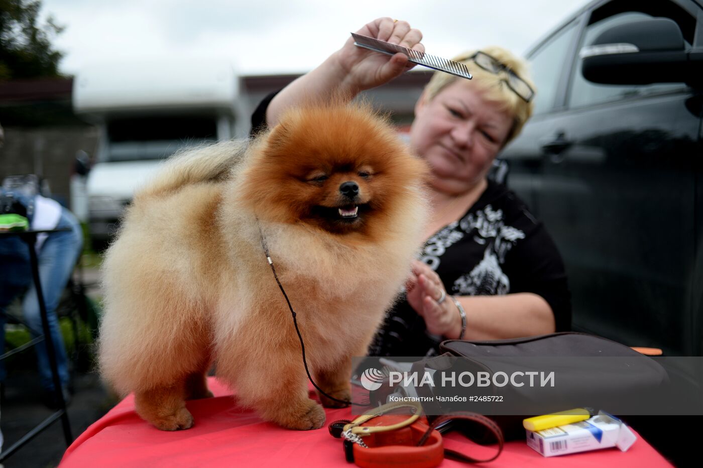 Выставка собак "Господин Великий Новгород - 2014"