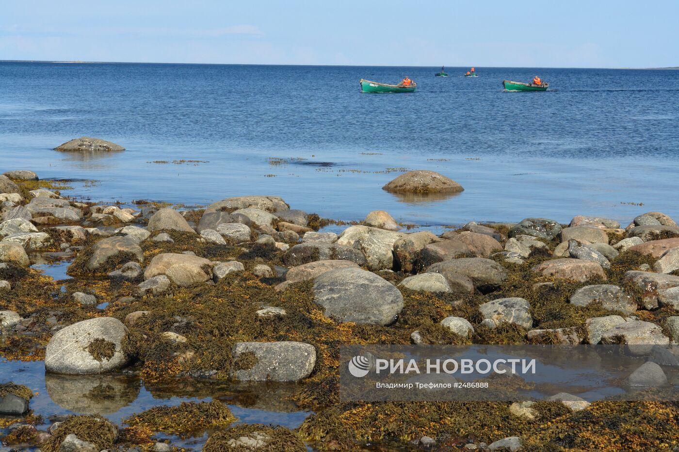Сбор водорослей ламинария на Соловецком архипелаге