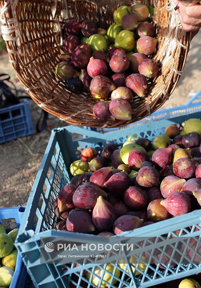 Сбор инжира в Крыму