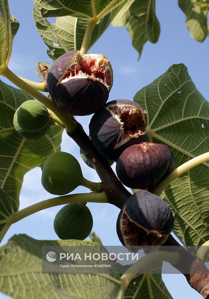 Сбор инжира в Крыму