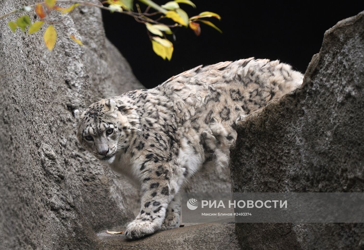 Московскому зоопарку - 150 лет