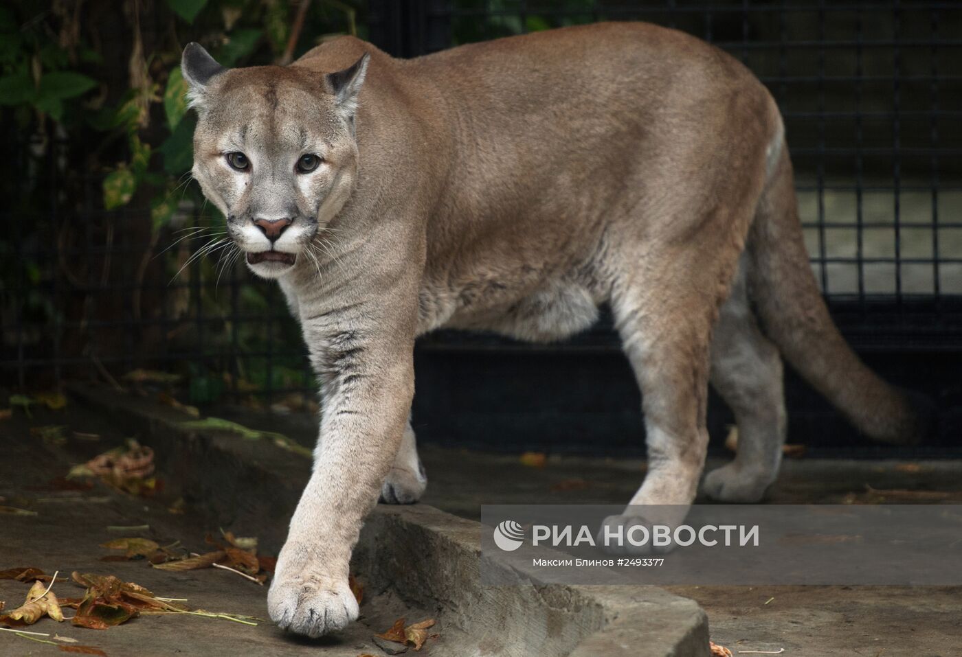 Московскому зоопарку - 150 лет