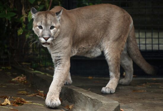 Московскому зоопарку - 150 лет