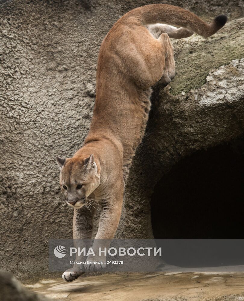 Московскому зоопарку - 150 лет