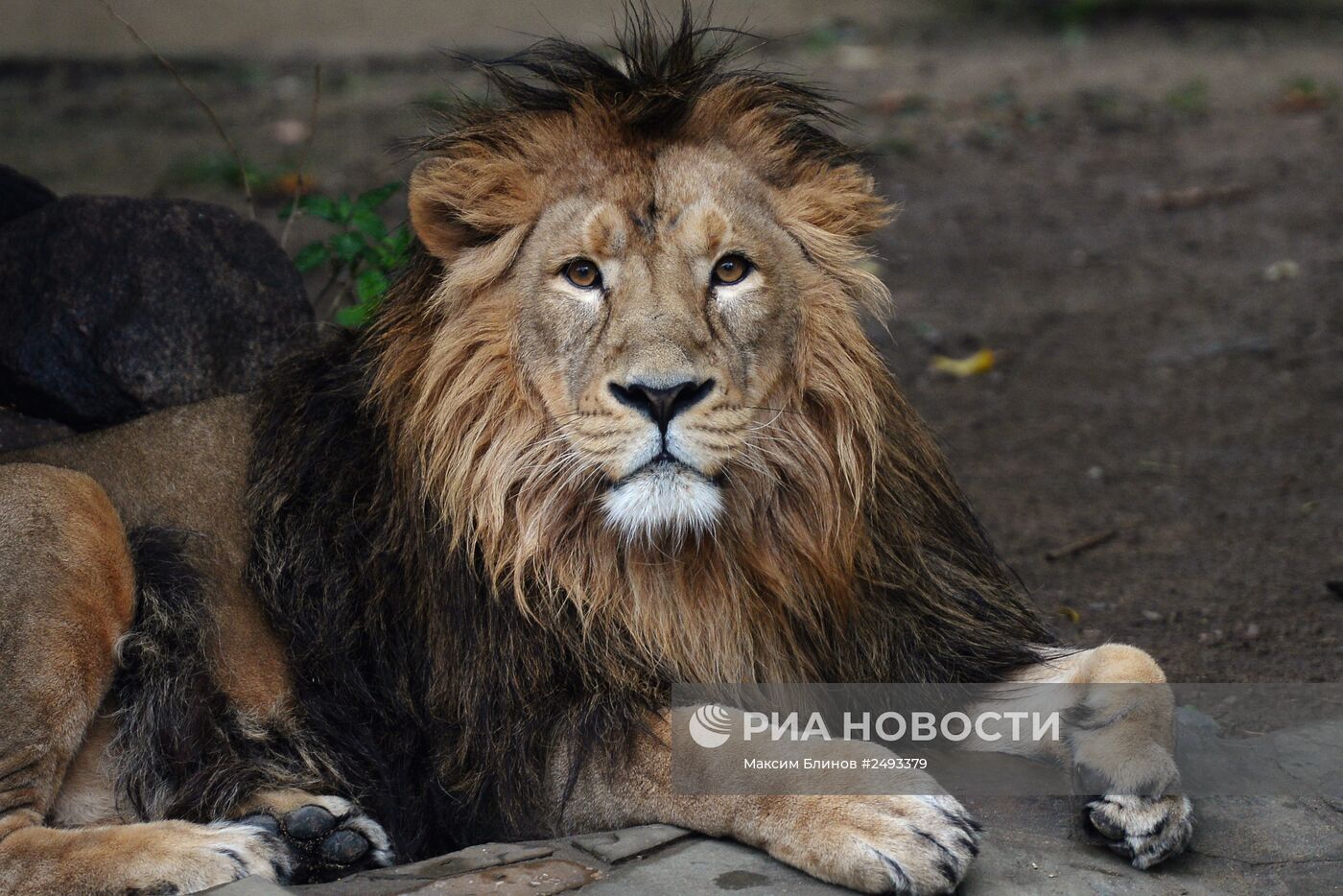 Московскому зоопарку - 150 лет
