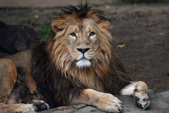 Московскому зоопарку - 150 лет