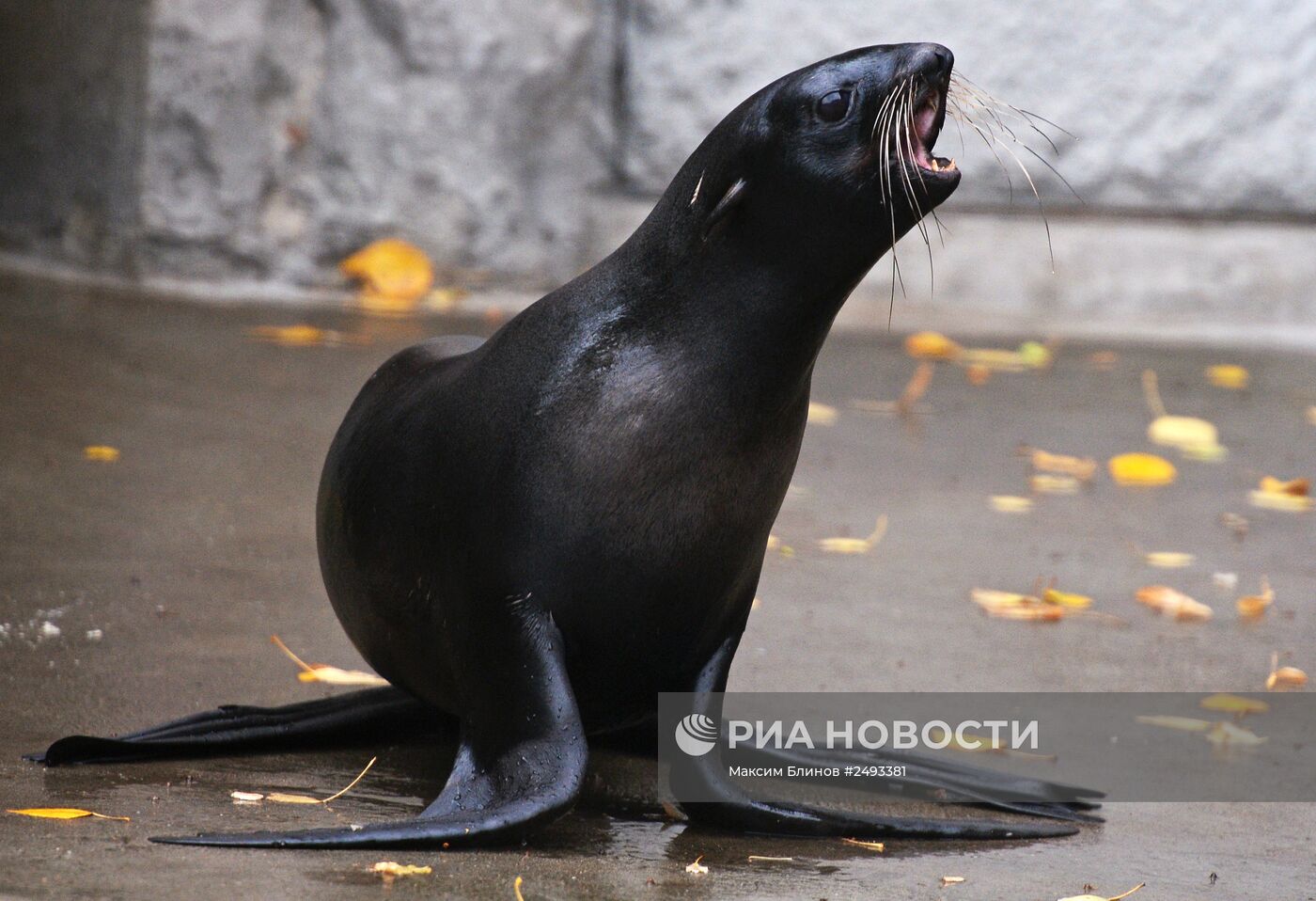 Московскому зоопарку - 150 лет