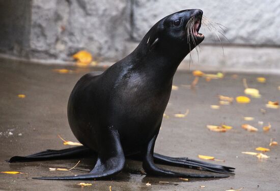 Московскому зоопарку - 150 лет