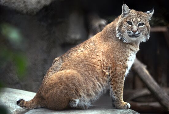 Московскому зоопарку - 150 лет