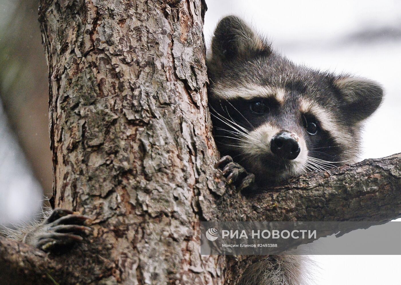 Московскому зоопарку - 150 лет