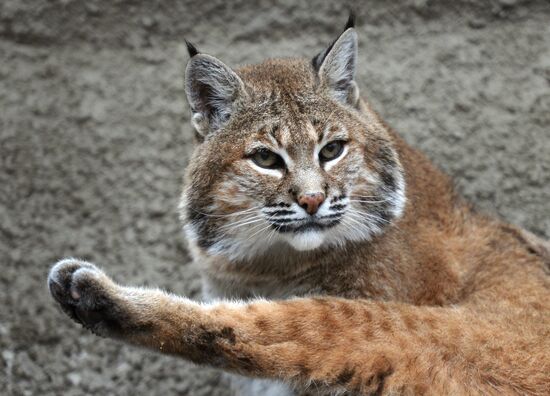 Московскому зоопарку - 150 лет
