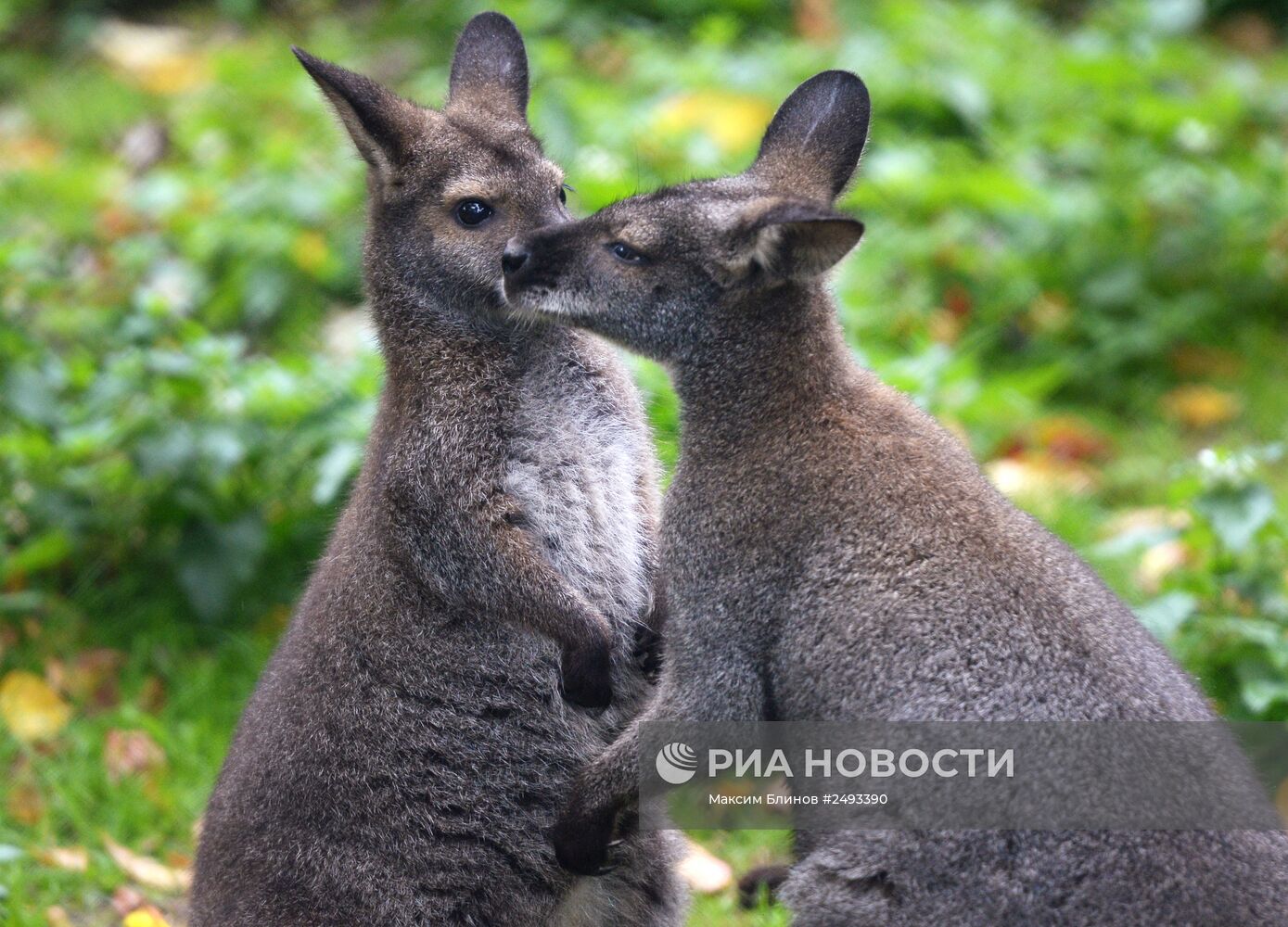 Московскому зоопарку - 150 лет