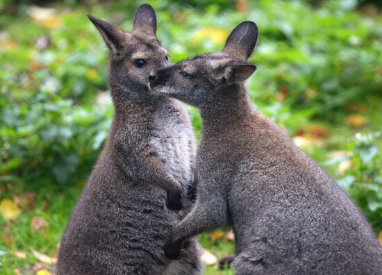 Московскому зоопарку - 150 лет