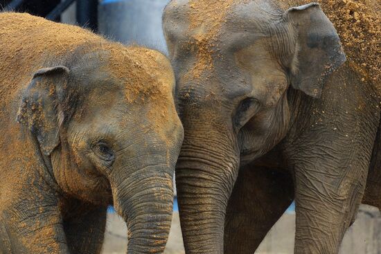 Московскому зоопарку - 150 лет