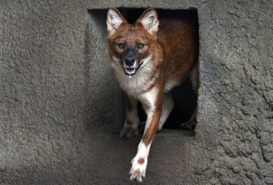 Московскому зоопарку - 150 лет
