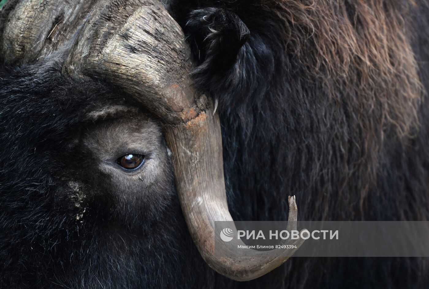 Московскому зоопарку - 150 лет