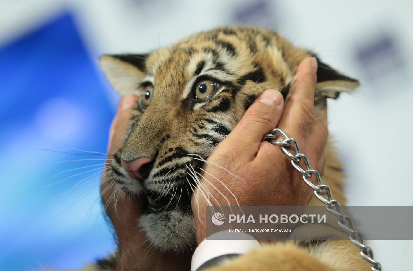 Тигр стал новым героем программы "Спокойной ночи, малыши!"