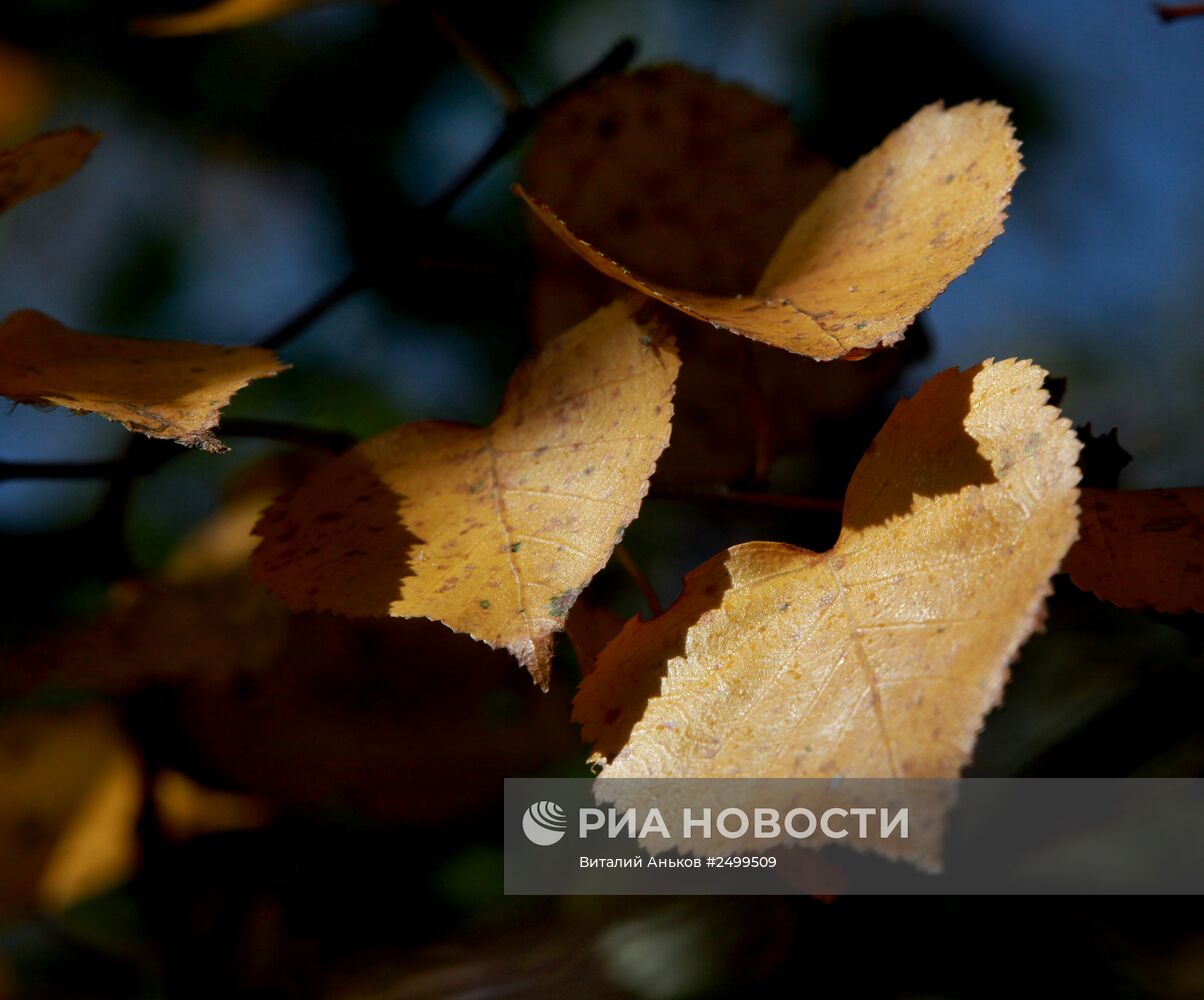 Золотая осень в Приморском крае