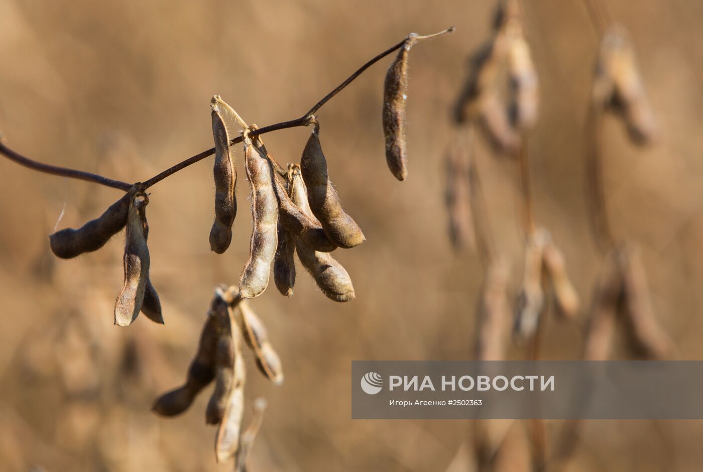 Уборка сои в Амурской области