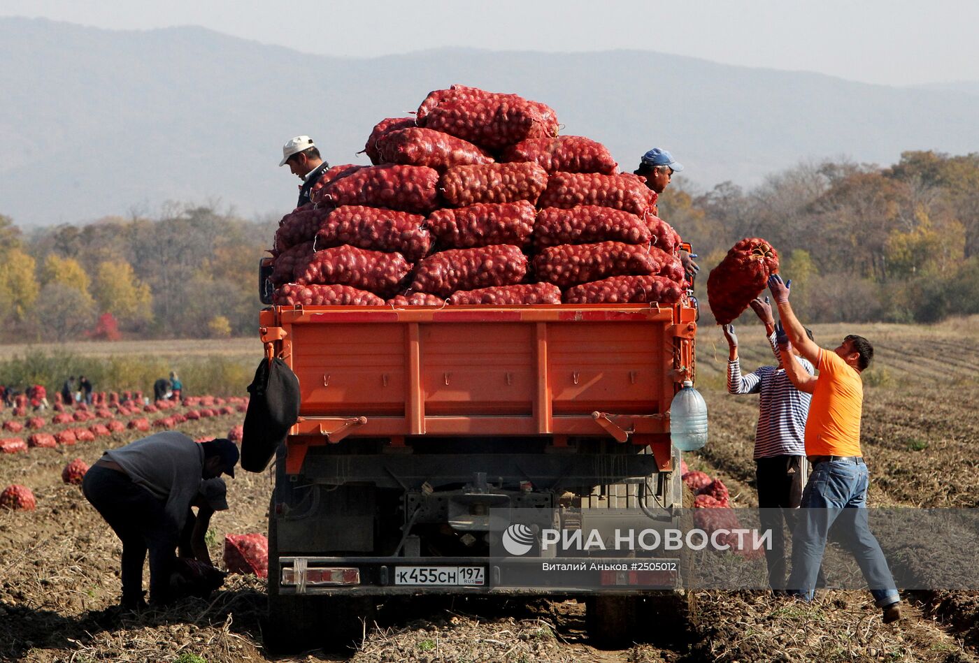 Сбор овощей в фермерском хозяйстве в Приморском крае