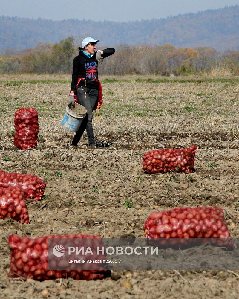 Сбор овощей в фермерском хозяйстве в Приморском крае