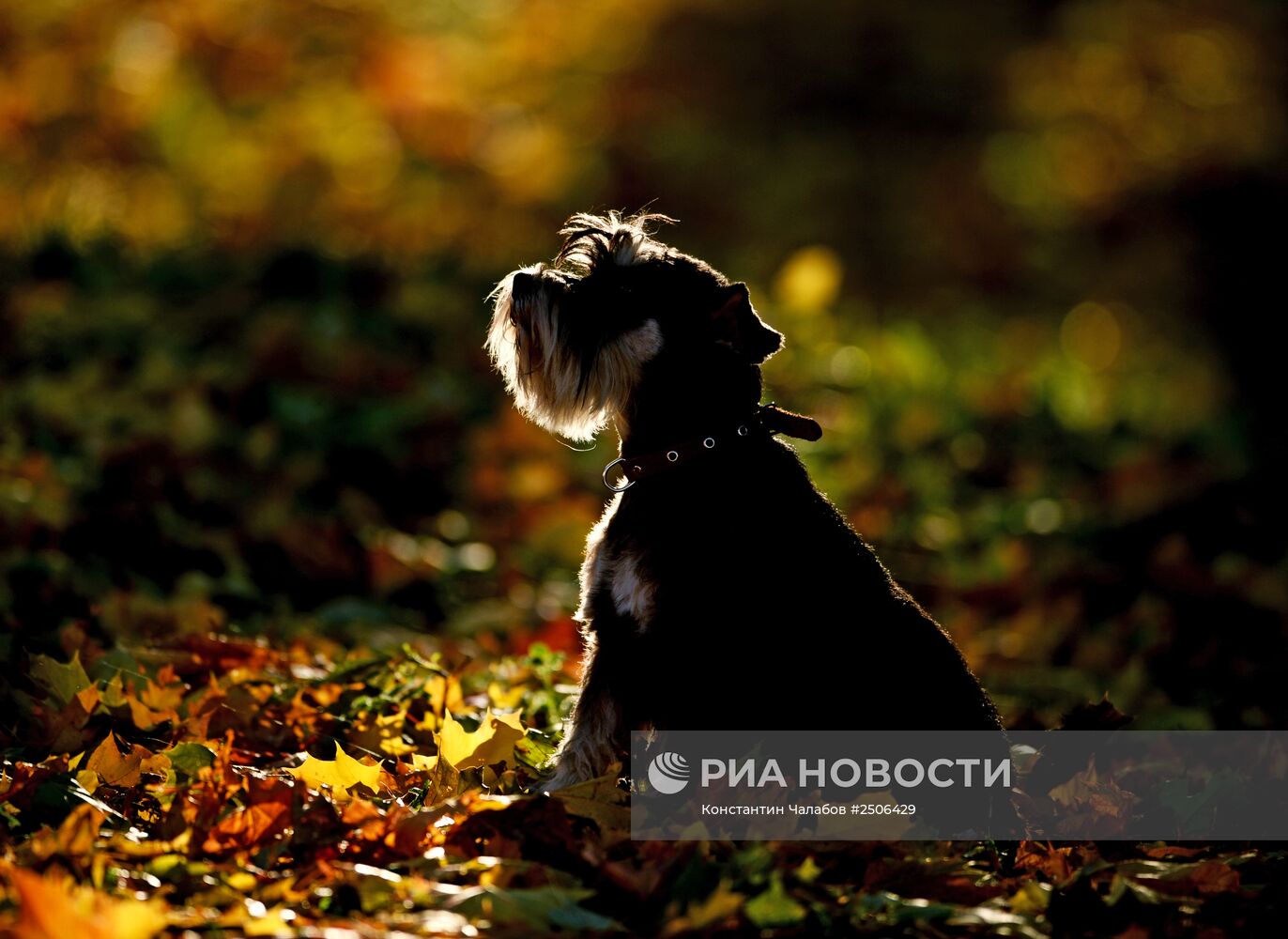 Золотая осень в Великом Новгороде