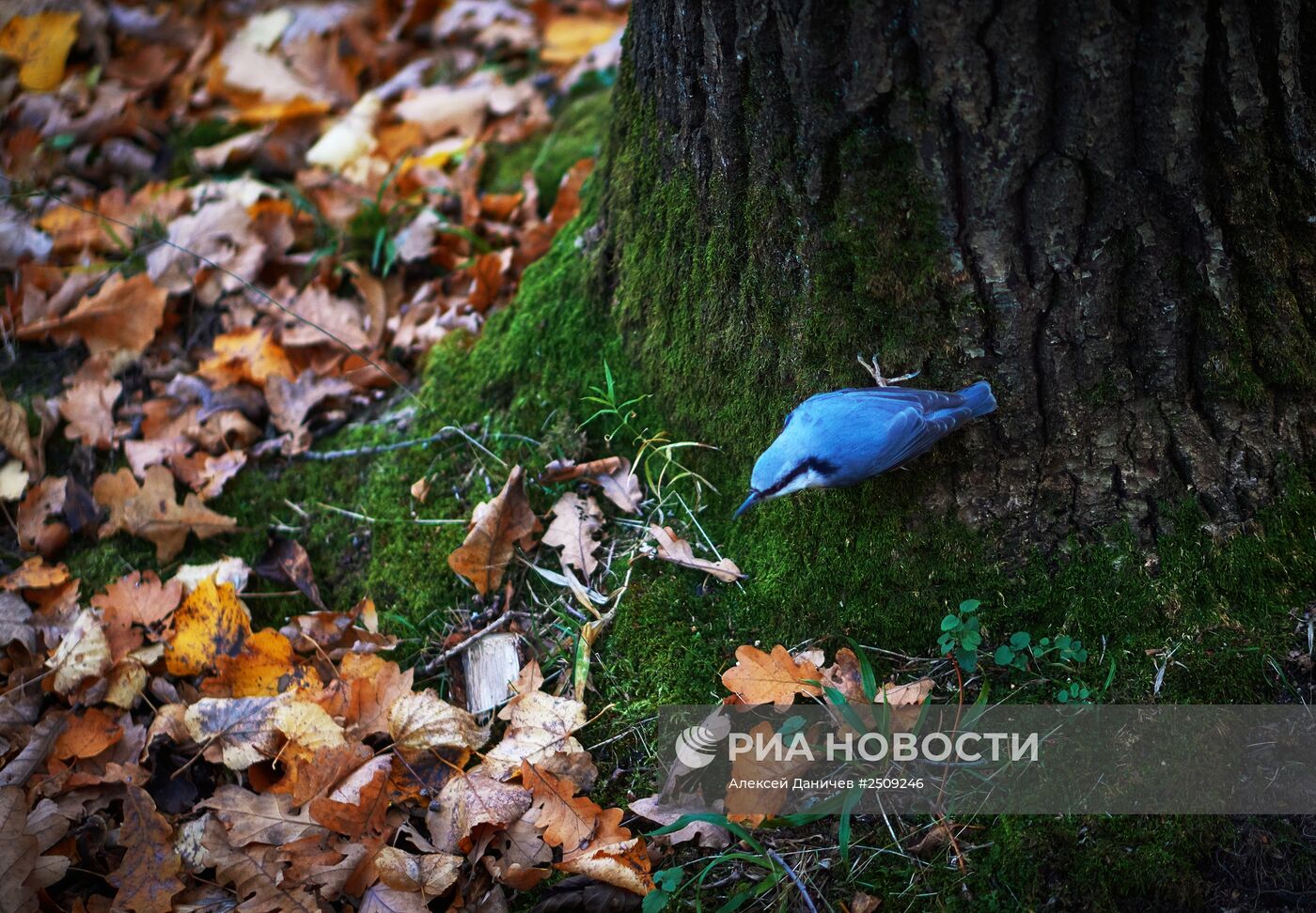 Золотая осень в Ораниенбауме