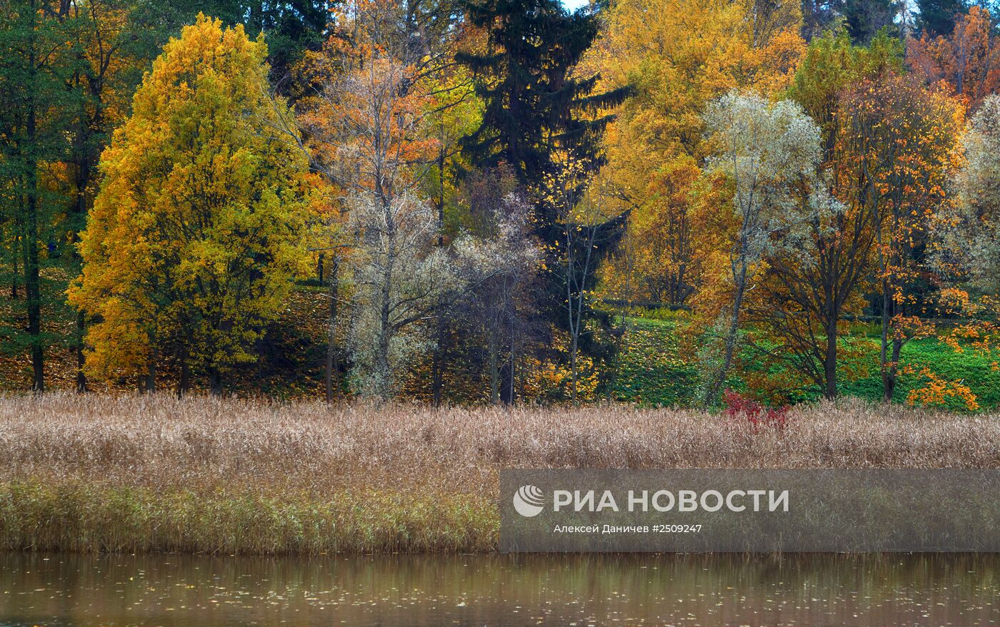 Золотая осень в Ораниенбауме