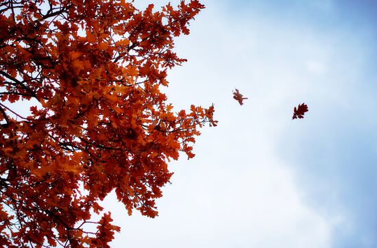 Золотая осень в Ораниенбауме