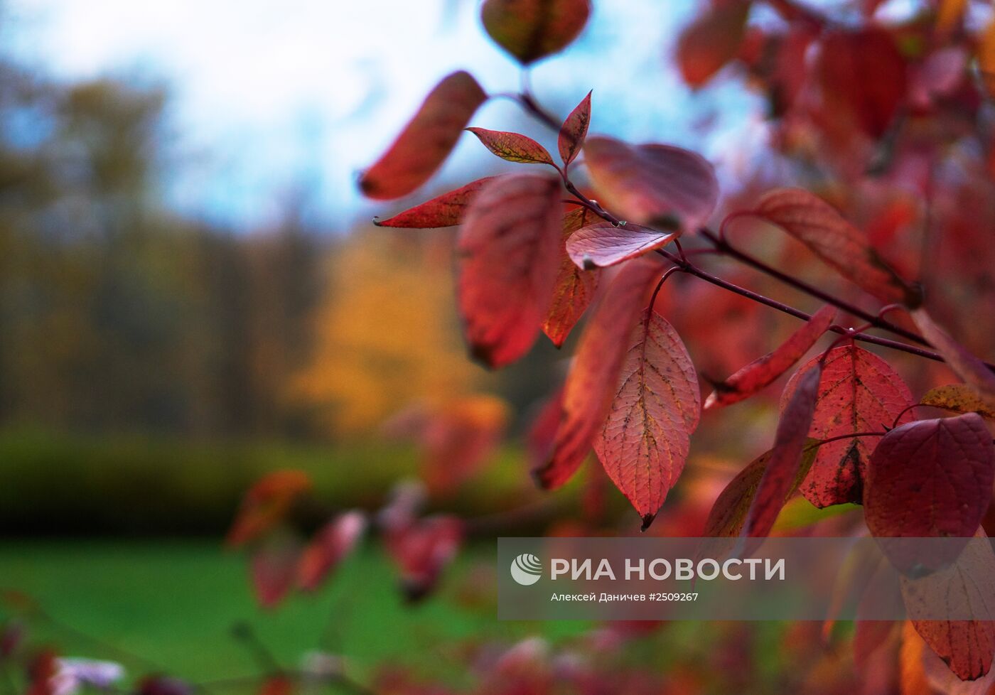 Золотая осень в Ораниенбауме