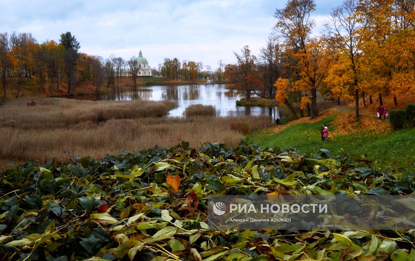 Золотая осень в Ораниенбауме