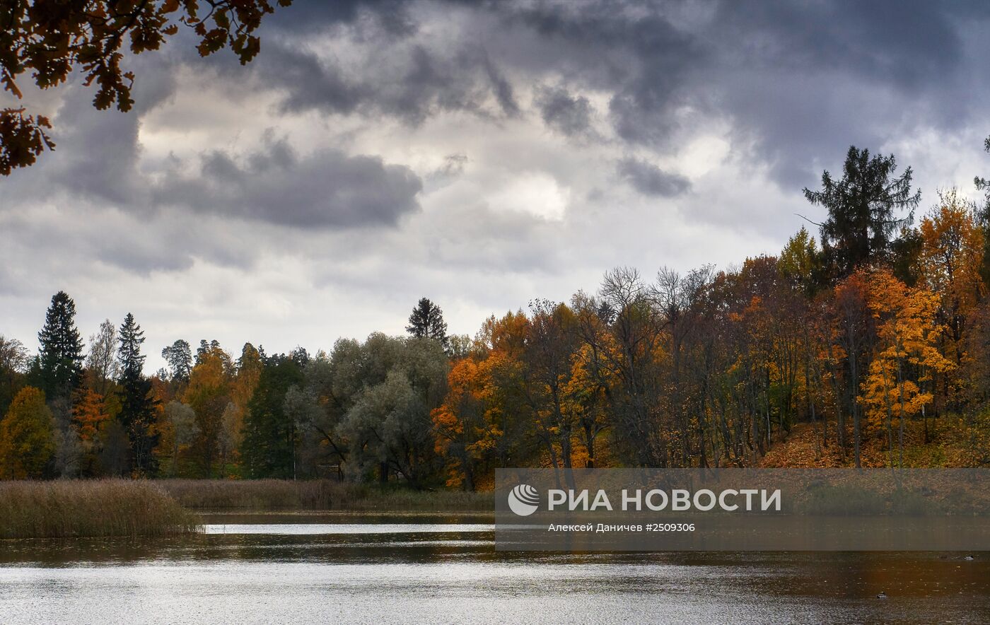 Золотая осень в Ораниенбауме