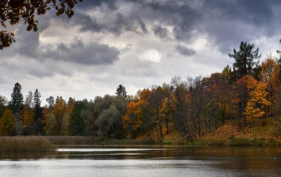 Золотая осень в Ораниенбауме