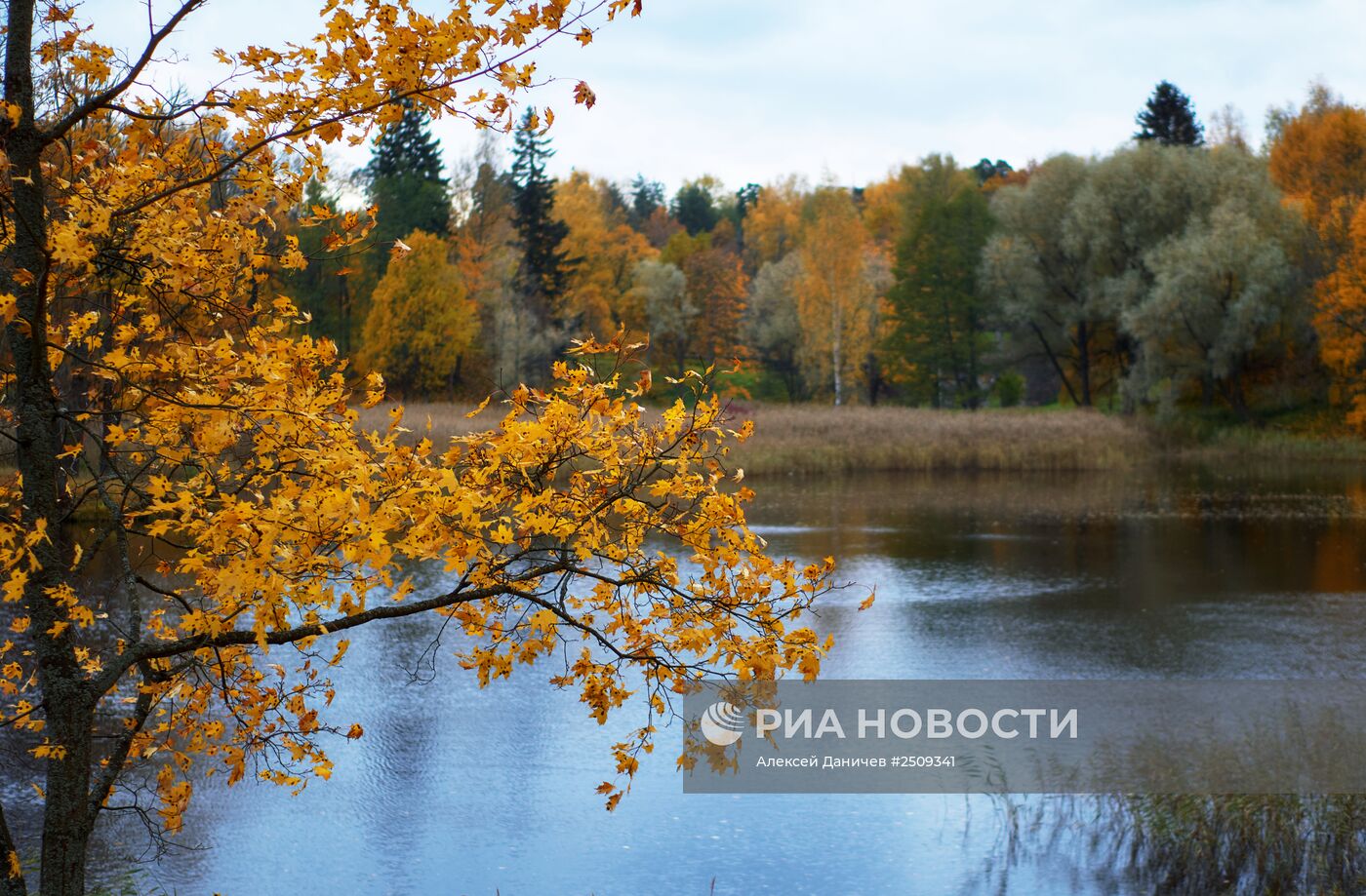 Золотая осень в Ораниенбауме