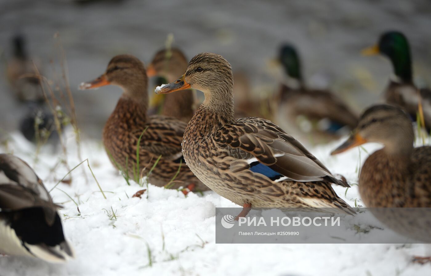 Первый снег в Екатеринбурге