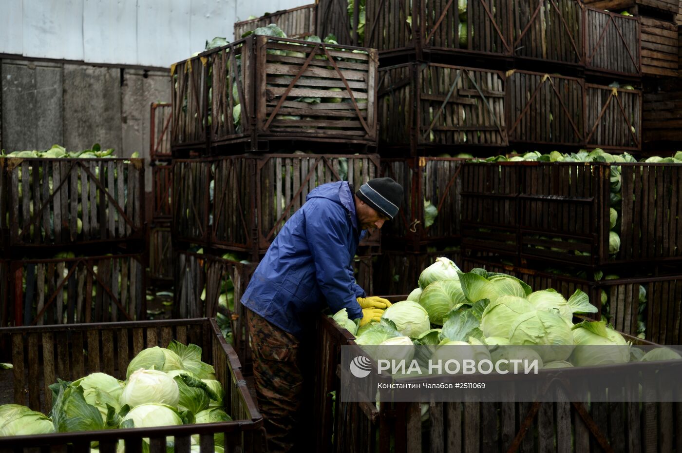 Уборка капусты в Новгородской области