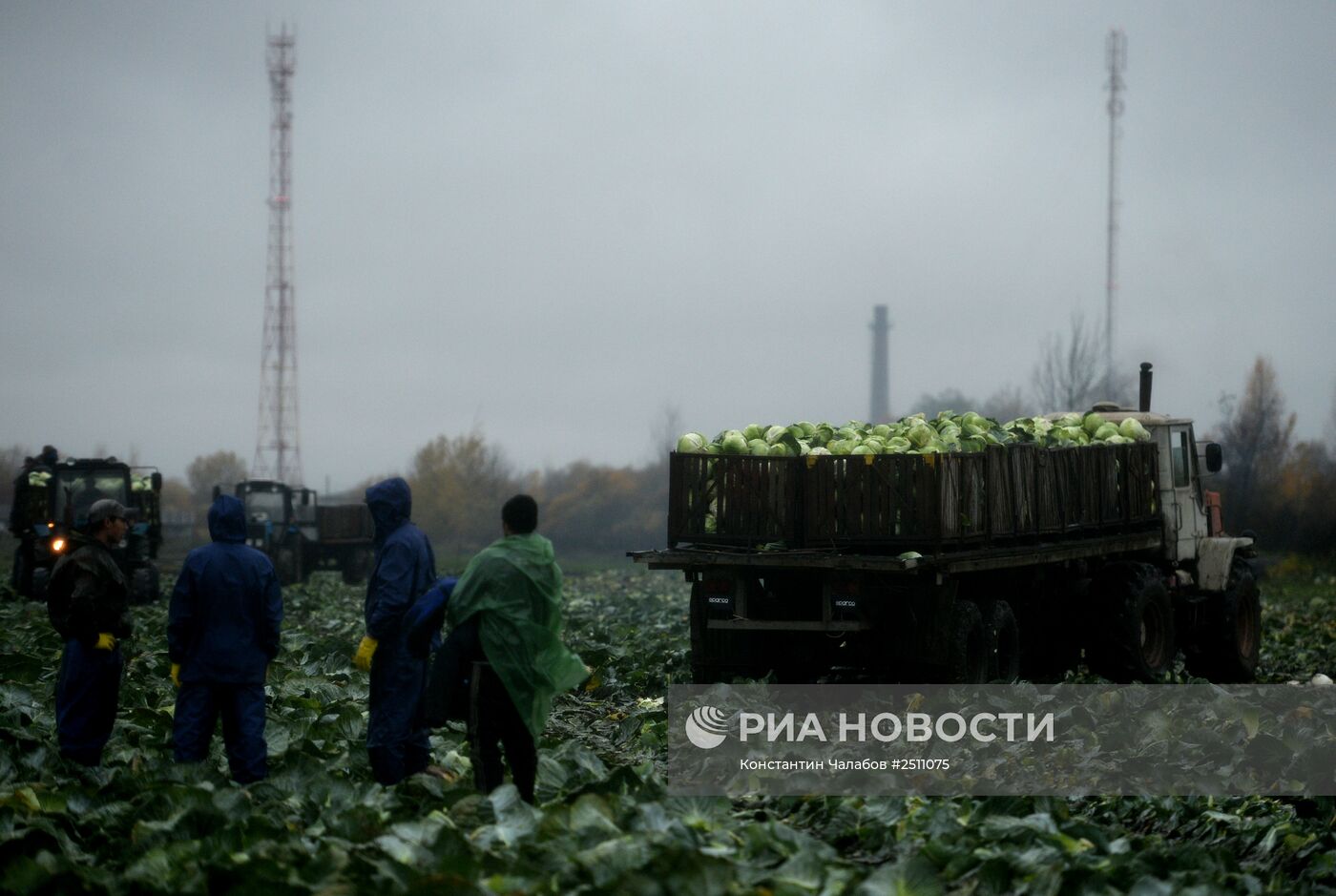 Уборка капусты в Новгородской области