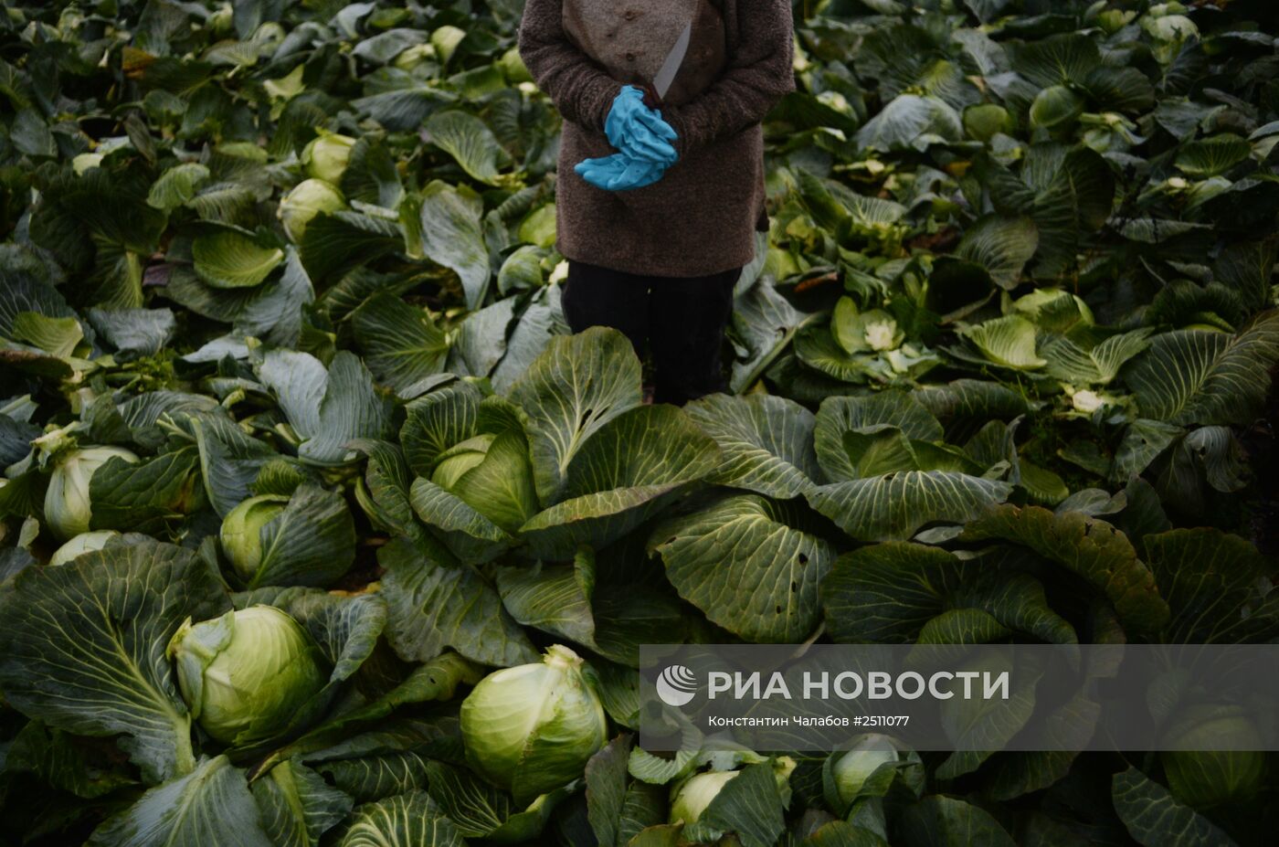 Уборка капусты в Новгородской области
