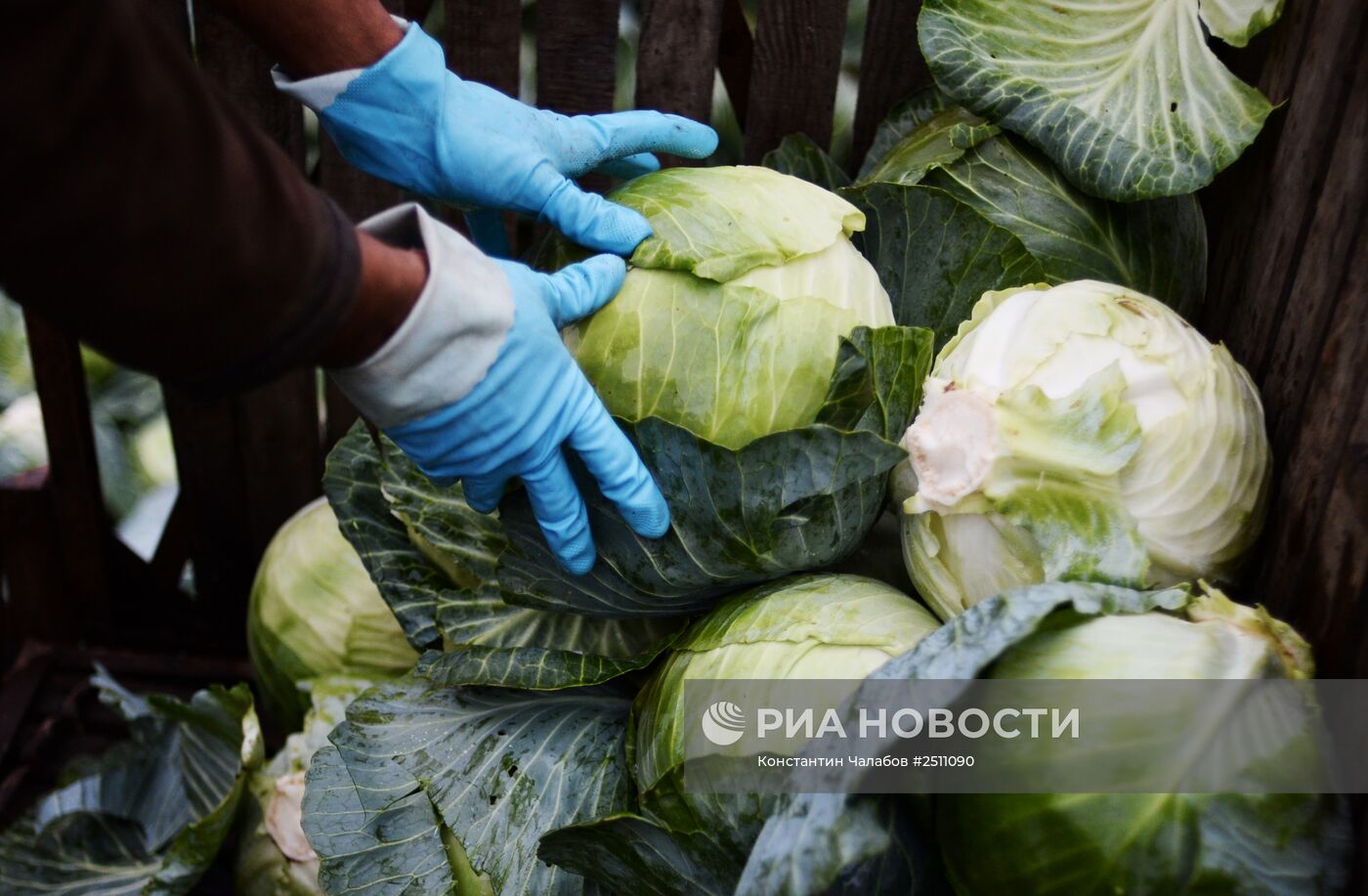 Уборка капусты в Новгородской области